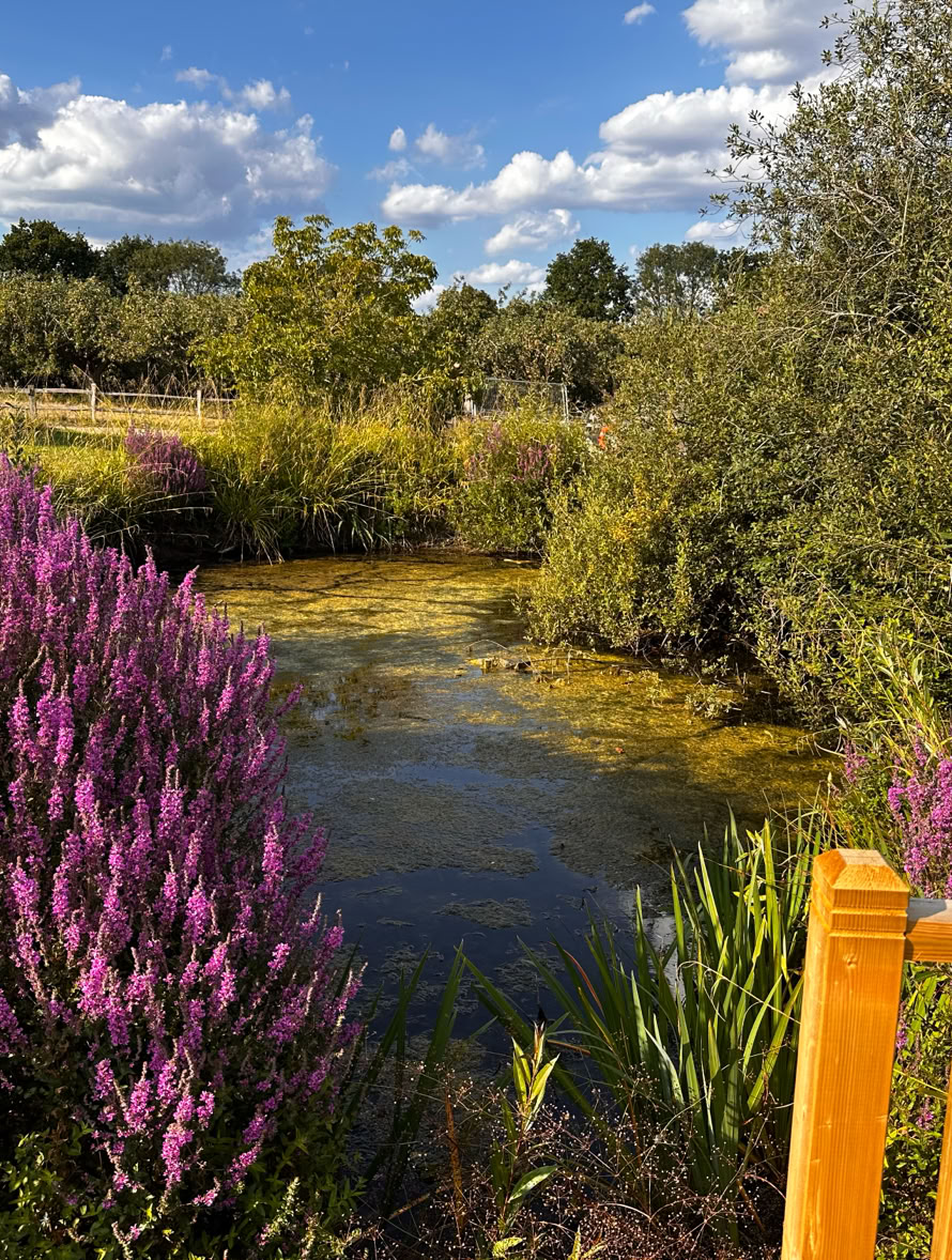 Stunning views at Springfield Farm in Marden Kent
