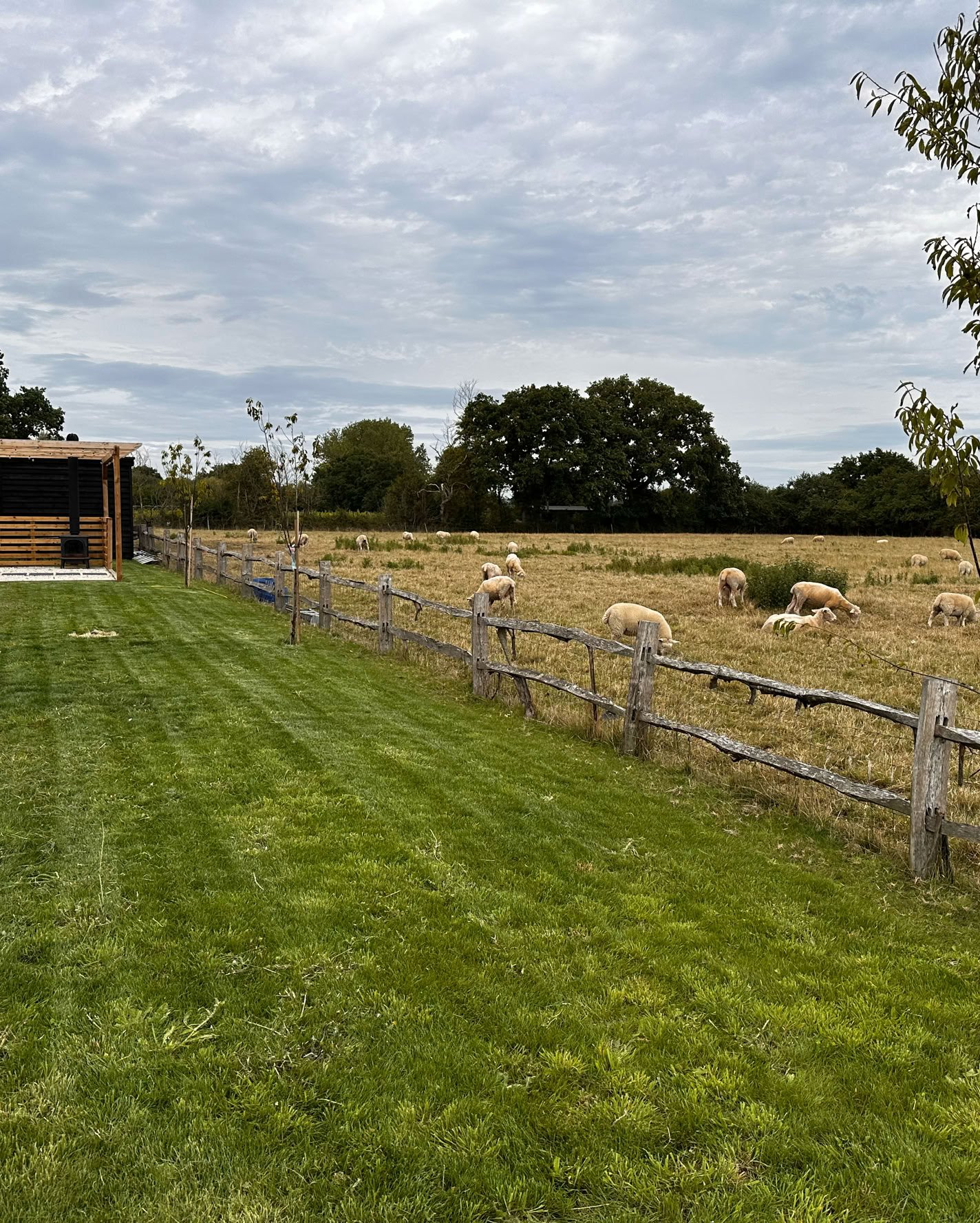 Sheep at Springfield farm