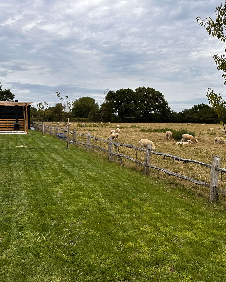 Sheep at Springfield farm
